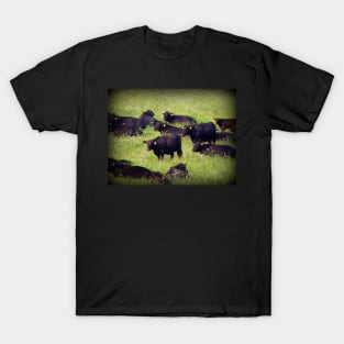 Country Farm Photography Art Farmland Cows T-Shirt